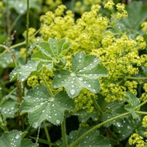 Alchemilla mollis (Lady's Mantle)