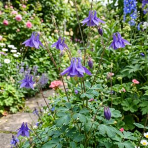 Aquilegia vulgaris (Granny's Bonnet)