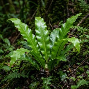 Asplenium scolopendrium (Hart's Tongue Fern)