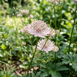 Astrantia major (Masterwort)
