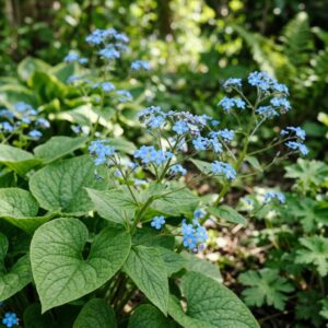 Brunnera macrophylla (Siberian Bugloss)