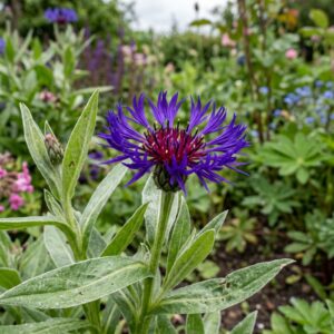 Centaurea montana (Perennial Cornflower)