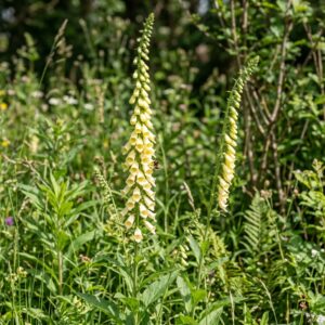 Digitalis lutea (Straw Foxglove)