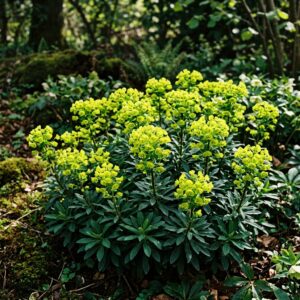 Euphorbia amygdaloides (Wood Spurge)
