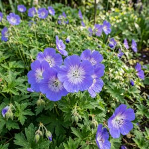 Geranium 'Rozanne' (Cranesbill)