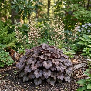 Heuchera 'Palace Purple' (Coral Bells)