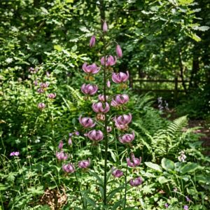 Lilium martagon (Turk's Cap Lily)