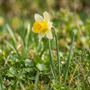 Narcissus pseudonarcissus (Wild Daffodil)
