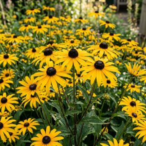 Rudbeckia fulgida 'Goldsturm' (Coneflower)