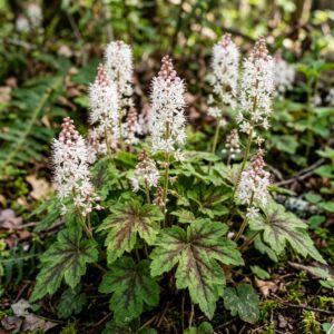 Tiarella cordifolia (Foamflower)